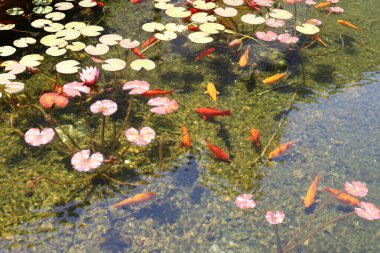 Küçük balıklar tatlı su havuzunda yüzerler.