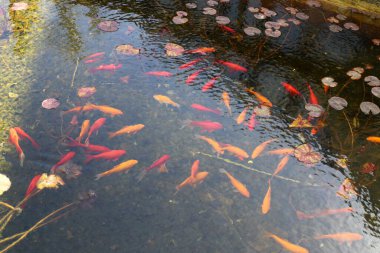 Küçük balıklar tatlı su havuzunda yüzerler.