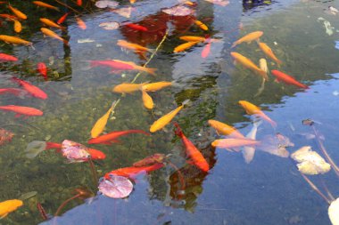 Küçük balıklar tatlı su havuzunda yüzerler.