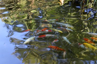 Küçük balıklar tatlı su havuzunda yüzerler.