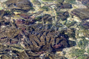 Küçük balıklar sığ sularda yüzerler.