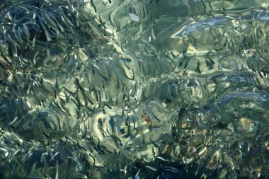 Küçük balıklar sığ sularda yüzerler.