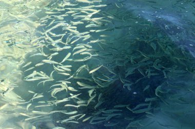 Küçük balıklar sığ sularda yüzerler.