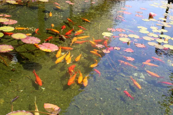 Pequenos Peixes Nadam Uma Piscina Água Doce — Fotografia de Stock