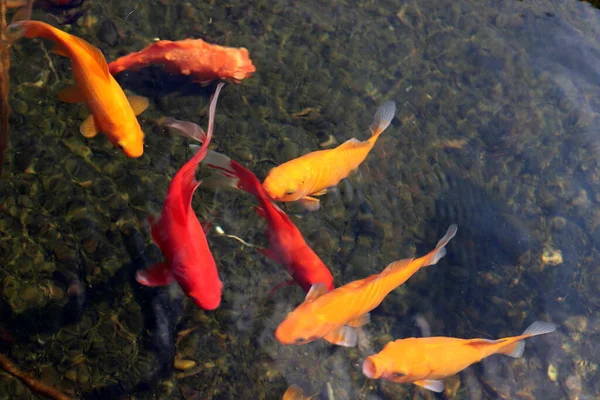 Małe Ryby Pływają Basenie Słodką Wodą — Zdjęcie stockowe
