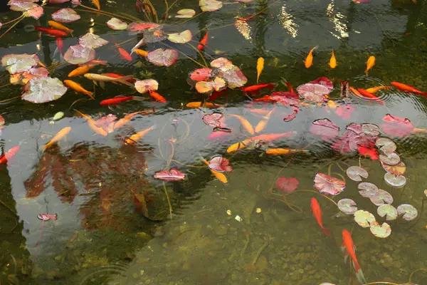 Маленькая Рыбка Плавает Бассейне Пресной Водой — стоковое фото