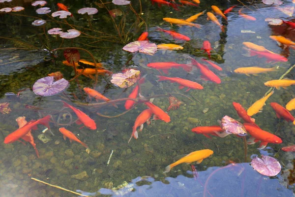 Pequenos Peixes Nadam Uma Piscina Água Doce — Fotografia de Stock