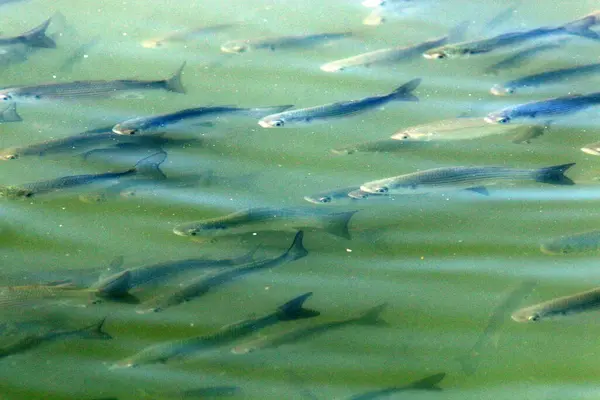 Мелкие Рыбки Плавают Морской Воде Мелководье — стоковое фото