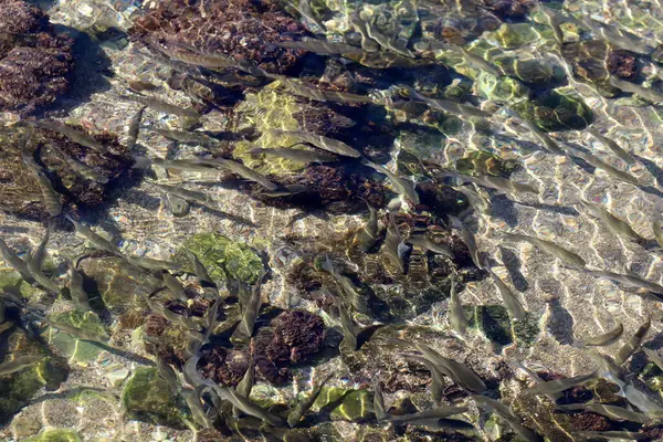 Kis Halak Úsznak Tengervízben Sekély Vízben — Stock Fotó