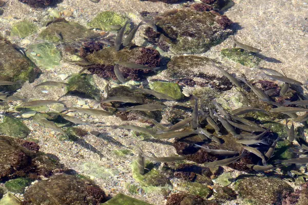 Kleine Vissen Zwemmen Zeewater Ondiep Water — Stockfoto