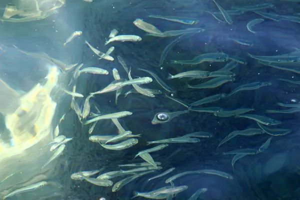 Małe Ryby Pływają Wodzie Morskiej Płytkiej Wodzie — Zdjęcie stockowe
