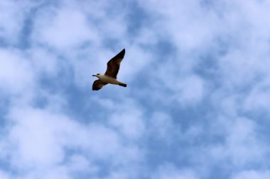 Akdeniz kıyılarındaki kuşlar Kuzey İsrail 'de