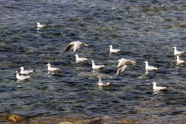 Uccelli Sulle Rive Del Mar Mediterraneo Nel Nord Israele — Foto Stock