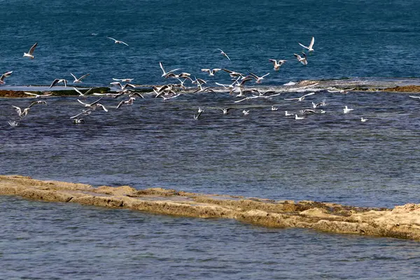 Vögel Den Ufern Des Mittelmeeres Norden Israels — Stockfoto