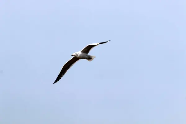 Aves Orillas Del Mar Mediterráneo Norte Israel — Foto de Stock