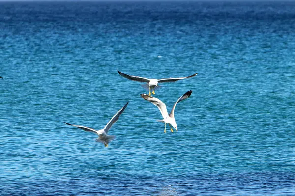 Birds Shores Mediterranean Sea Northern Israel — Stock Photo, Image