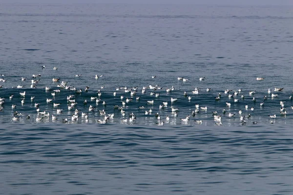 Птахів Березі Середземного Моря Півночі Ізраїлю — стокове фото