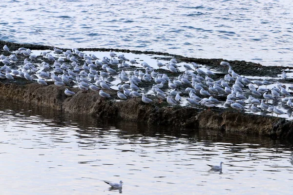 Aves Nas Margens Mar Mediterrâneo Norte Israel — Fotografia de Stock