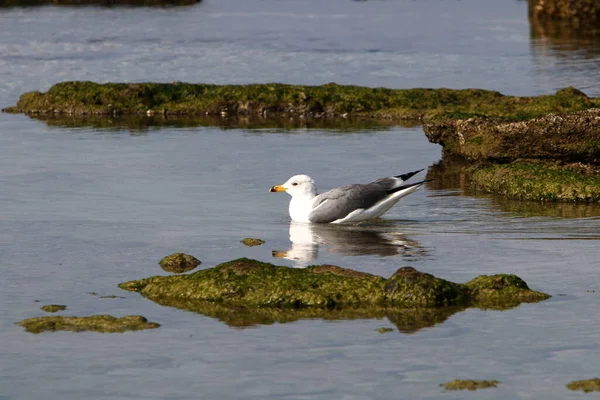 以色列北部地中海沿岸的鸟类 — 图库照片