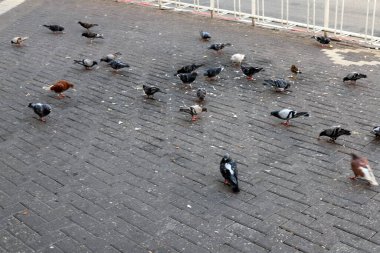 İsrail 'in kuzeyinde bir şehir parkında oyun parkındaki kuşlar