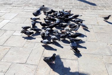 İsrail 'in kuzeyinde bir şehir parkında oyun parkındaki kuşlar