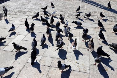 İsrail 'in kuzeyinde bir şehir parkında oyun parkındaki kuşlar