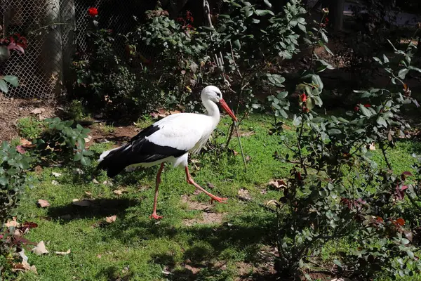 Ptaki Placu Zabaw Parku Miejskim Północnym Izraelu — Zdjęcie stockowe