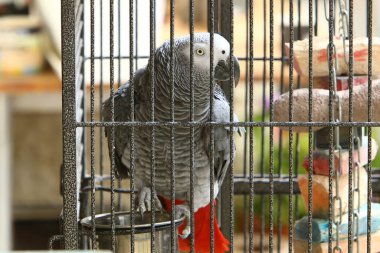 Hayvan Kuzey İsrail 'de bir hayvanat bahçesinde yaşıyor.