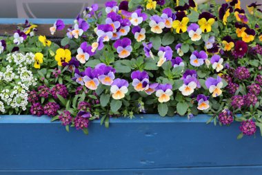 Yeşil bitkiler ve çiçekler bir saksıda yetişir..