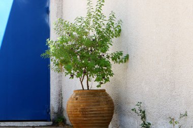 Yeşil bitkiler ve çiçekler bir saksıda yetişir..