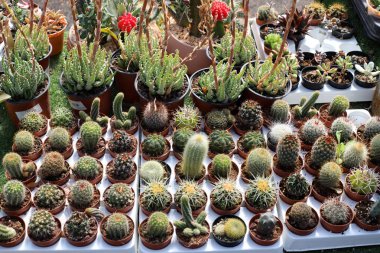 Yeşil bitkiler ve çiçekler bir saksıda yetişir..