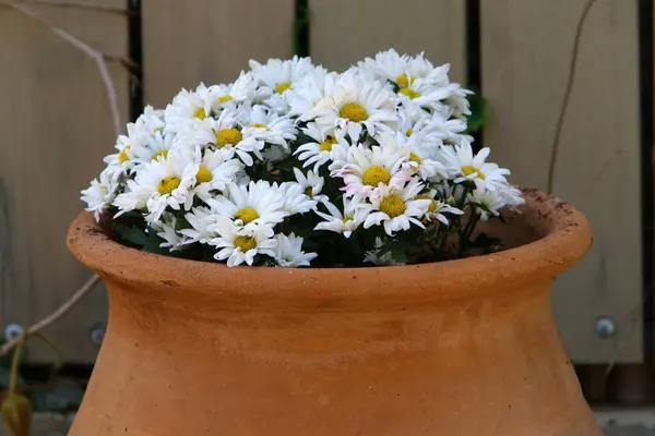 Green Plants Flowers Grow Flower Pot — Stock Photo, Image