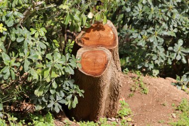 Şehir parkında eski bir ağaç kütüğü..