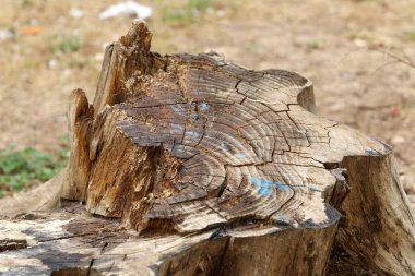 Şehir parkında eski bir ağaç kütüğü..