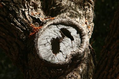 Şehir parkında eski bir ağaç kütüğü..