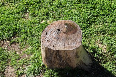 Şehir parkında eski bir ağaç kütüğü..