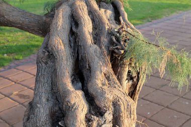 Şehir parkında eski bir ağaç kütüğü..
