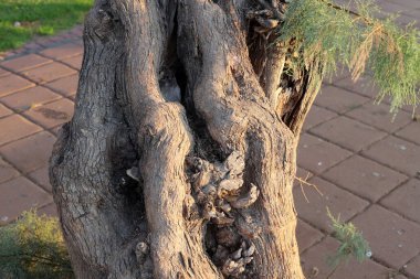 Şehir parkında eski bir ağaç kütüğü..