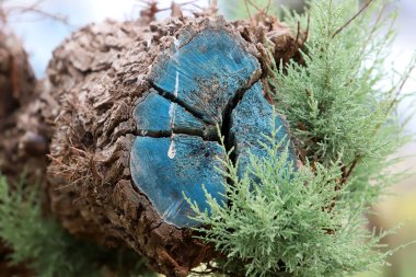 Şehir parkında eski bir ağaç kütüğü..