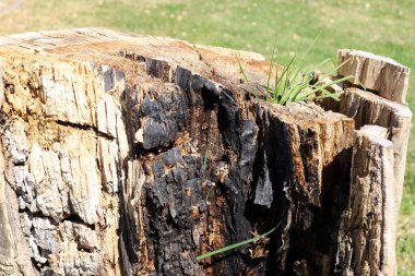 Şehir parkında eski bir ağaç kütüğü..