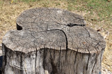 Şehir parkında eski bir ağaç kütüğü..