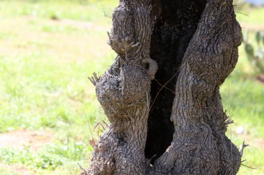 Şehir parkında eski bir ağaç kütüğü..
