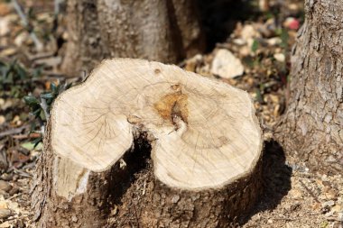 Şehir parkında eski bir ağaç kütüğü..