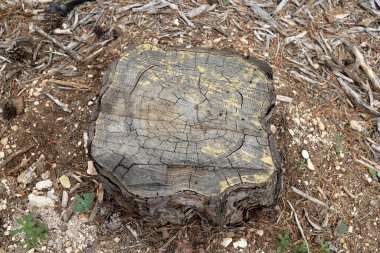 Şehir parkında eski bir ağaç kütüğü..