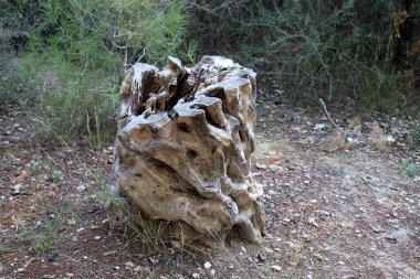 Şehir parkında eski bir ağaç kütüğü..