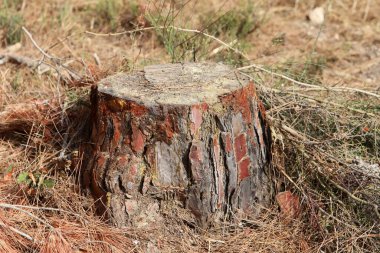 Şehir parkında eski bir ağaç kütüğü..