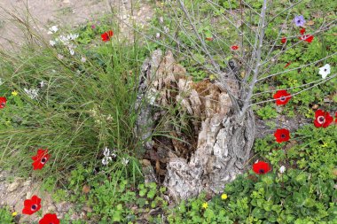 Şehir parkında eski bir ağaç kütüğü..