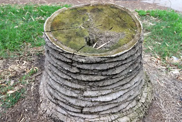 Şehir Parkında Eski Bir Ağaç Kütüğü — Stok fotoğraf