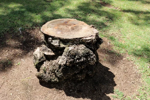 Starý Pařez Stromu Mýtině Městském Parku — Stock fotografie