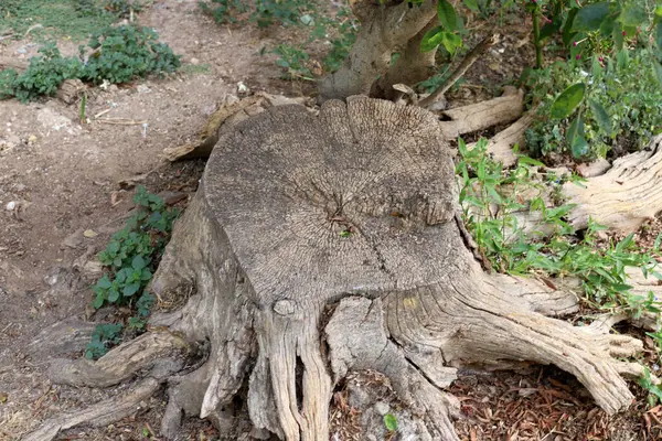 Stary Pniak Drzewa Polanie Miejskim Parku — Zdjęcie stockowe